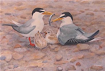 Little Terns Japan - Little Terns attending young by Jon Janosik