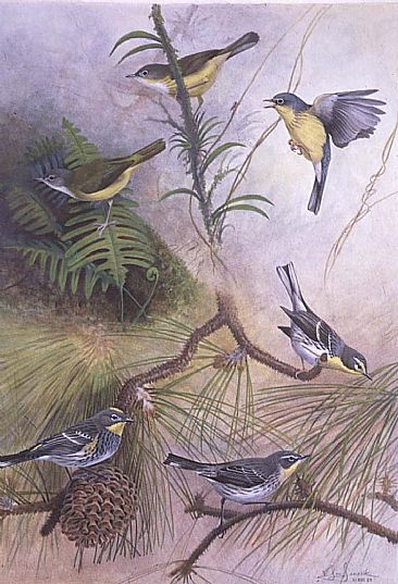 Warbler Hybrids II - Intergeneric and Interspacific N.A. Warbler Hybrids II by Jon Janosik