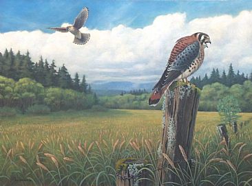 Willamette Valley Kestels-Spring - American Kestrels (Falco sparverius) by Jon Janosik