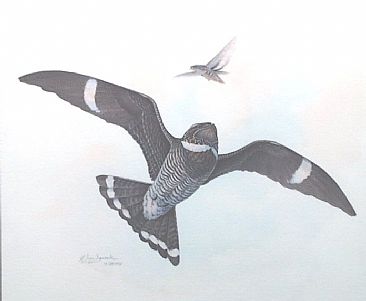 Common Nighthawk-Reader's Digest Book Illustration - Common Nighthawk;Chordeiles minor,male by Jon Janosik