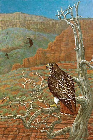Spirits of the Jemez: Redtail Hawk and Ravens - Redtail Hawk and Common Raven in New Mexico by Jon Janosik