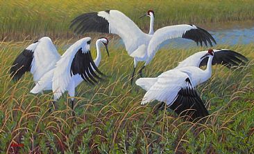 Wind Dance - Whooping Cranes; Grus americana by Jon Janosik