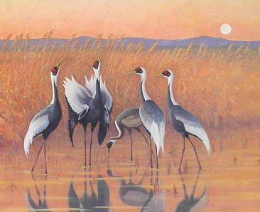 Manazuru:Song of the Earth - White-naped Cranes; Grus vipio;Manazuru Jp. by Jon Janosik