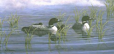 Morning Mist: Loon Family - Common Loon- Adults and Young, Gavia immer; Minnesota by Jon Janosik