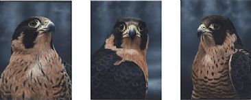 Anatum Peregrine Falcon I, II, III - Peregrine Falcon by David Kitler