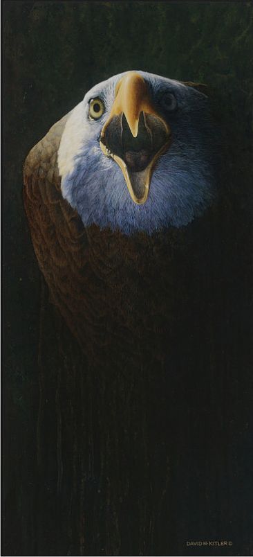 Eagle Eye - Bald Eagle by David Kitler