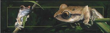 Madagascar - Creatures of the Night I - Frog by David Kitler