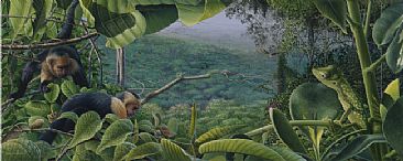 Rainforest Canopy - Wildlife of the Rainforest by David Kitler