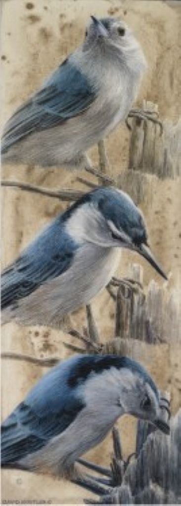 White-Breasted Nuthatch Study - White-Breasted Nuthatch by David Kitler