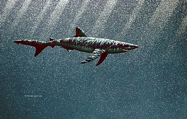 Blue shark - Prionace glauca by Richard Ellis