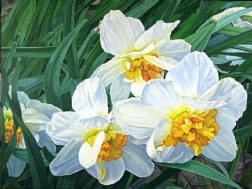 Narcissus - White Narcissus in sunlight by  Harlan