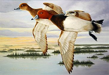 Early Morning Redheads - Redhead Duck by Robert Schlenker