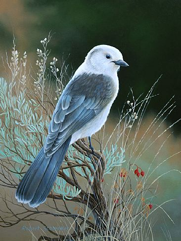 Grey Jay - Grey Jay  by Robert Schlenker