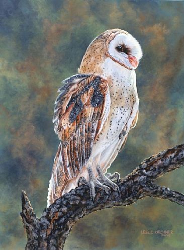 Heaven's Gaze- Barn Owl - Barn Owl by Leslie Kirchner