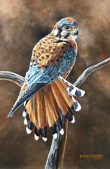 Little Hunter - Male American Kestrel Falcon by Leslie Kirchner
