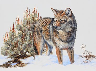 Winter Watch- Coyote - Coyote by Leslie Kirchner