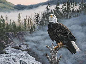 Land Of The Free - Bald Eagle by Leslie Kirchner