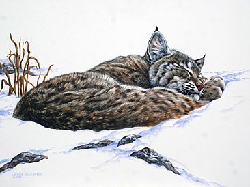 Peaceful Dreaming- Bobcat - Bobcat by Leslie Kirchner