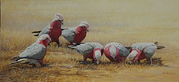Lunchtime Lineup - Galahs by Lyn Ellison