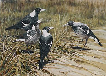 You're Not on Our Team - Australian Magpies by Lyn Ellison