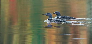 Adirondack Afternoon - Common Loons by Raymond Easton