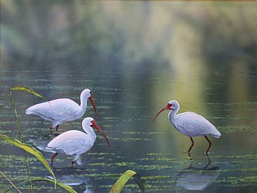 Corkscrew Sanctuary - White Ibis by Raymond Easton