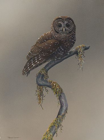 Perched on the Brink - Northern spotted owl by Raymond Easton