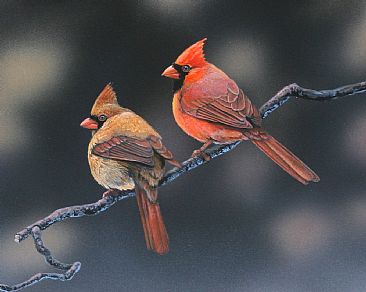 Ruby's Tuesday - Northern cardinals by Raymond Easton