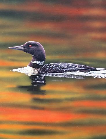 (detail) October Morning - Common loon by Raymond Easton