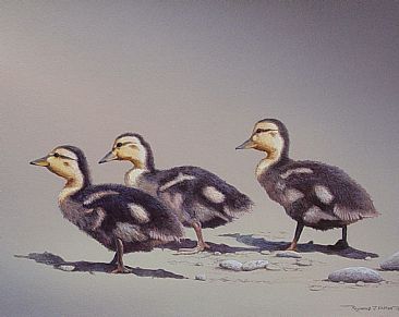 Next Generation - Mallard ducklings by Raymond Easton