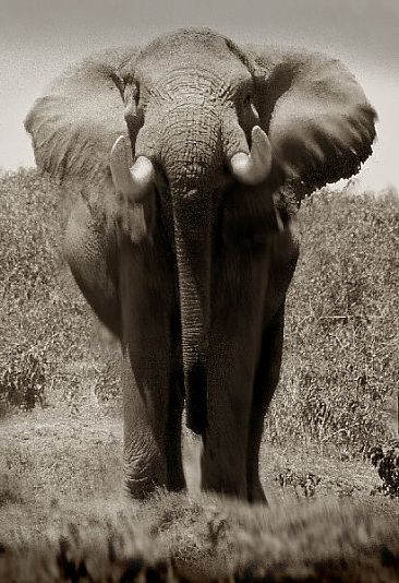 Too Close (A) - African Elephant by Douglas Aja