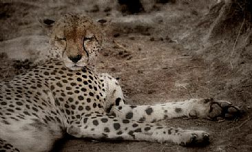 Resting Cheetah (A) - Cheetah by Douglas Aja