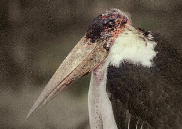 Marabou Stork (A)  - Marabou Stork  by Douglas Aja
