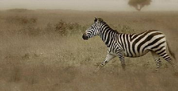 Running Zebra (A) - Zebra by Douglas Aja