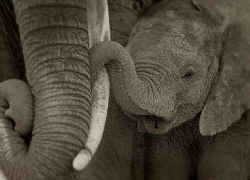 Keeping Close (A) - African Elephant by Douglas Aja