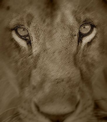Close Encounter (A) - African Lion by Douglas Aja