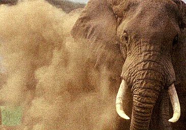 Dusting (color) - African Elaphant by Douglas Aja
