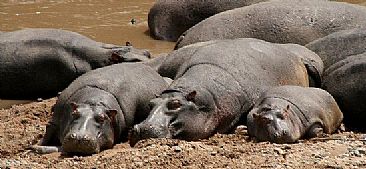 Sun Bathers (color) - Hippopotamus by Douglas Aja