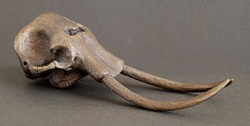 Female Elephant Skull - African Elephant by Douglas Aja