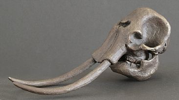 Female Elephant Skull with Jaw - African eElephant by Douglas Aja
