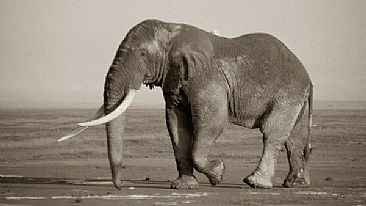 Musth Bull (sepia) - African Elephant by Douglas Aja