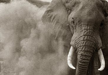 Dusting - African Elephant by Douglas Aja