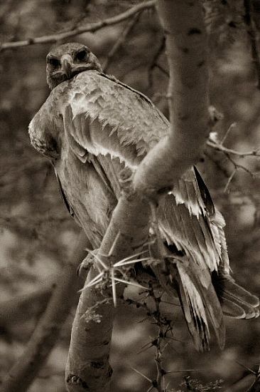 Tawny Eagle (sepia) - Tawny Eagle by Douglas Aja