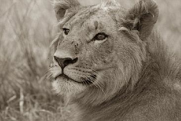 Young Lion (sepia) - African Lion by Douglas Aja
