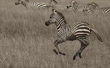 Running Alone (sepia) - Baby Zebra by Douglas Aja