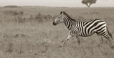 Running Zebra - Zebra by Douglas Aja