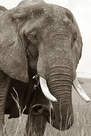 Mara Matriarch - African Elephant by Douglas Aja