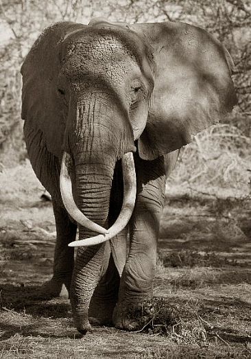 Echo Through the Shadows (sepia) - African Elaphant by Douglas Aja