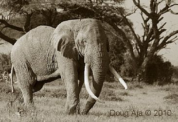 Tim In Musth - African Elephant by Douglas Aja