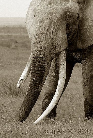 Tolstoy  - African Elephant by Douglas Aja